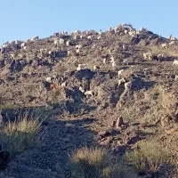 کهره بره فروشی|حیوانات مزرعه|جیرفت, |دیوار