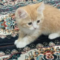 گ ر ب ه|گربه|اردکان, |دیوار