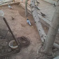 تعدادی کفتر نر بدرنگ