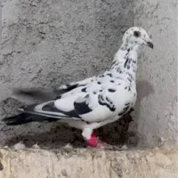 کبوتر