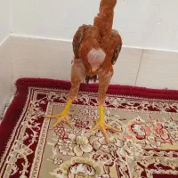 جوجه خروس لاری درجه یک