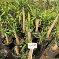 گل و گیاه آپارتمانی|گل و گیاه طبیعی|مینودشت, |دیوار