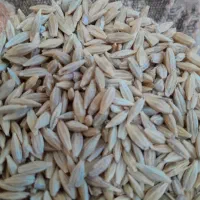 جو سراروددیم تمیز برای شخم