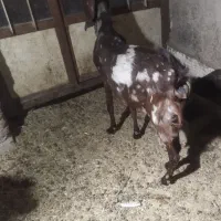 بز کهره دار و بز ابستن دو قلو زا