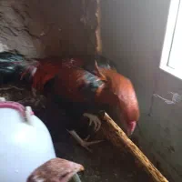 مرغ لاری و دورگ|حیوانات مزرعه|رامیان, |دیوار