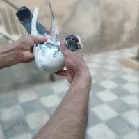 کبوتر هوایی