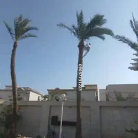 قطع نخل رایگان بریدن نخل هرس نخل سمپاشی باغبانی