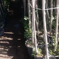 نهال متناسب با آب هوای زنجان نهال چنار تنه دارسطلی|خدمات باغبانی و درختکاری|زنجان, |دیوار