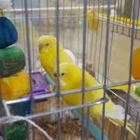 پرنده مرغ عشق