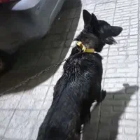 سگ ژرمن شولاین دارک سیبل