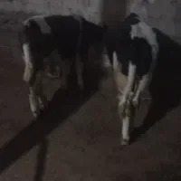 سه‌راس‌گوساله‌نر