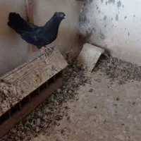 جفت تاپ وجفت زاغ عبادانی|پرنده|اهواز, بهارستان|دیوار