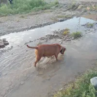 سگ پتبول  ماده واگذار می‌شود