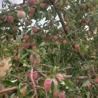 طعم اصیل طبیعت مستقیم ازشهرستان به سفره شما