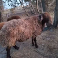 قوچ همو|حیوانات مزرعه|مشهد, شهرک ابوذر|دیوار