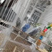 مرغ عشق مولد زیبا