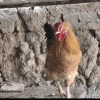 خروس محلی و (مینیاتوری)