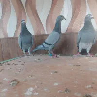 کبوتر پلاکی