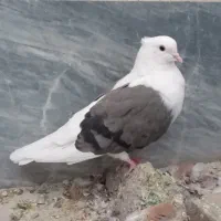 ماده نواتی سرخ ماده شونی ماده یکت|پرنده|سیلاخور, |دیوار