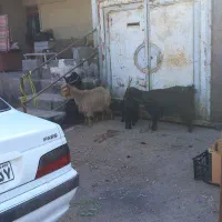 فروش یا معاوضه ۲ بز و ۳ بزغاله|حیوانات مزرعه|ساوه, |دیوار