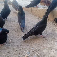 صرب نرو ماده سیاه