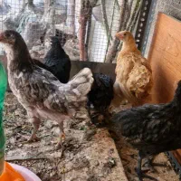 جوجه مرغ برهما جاپنیز  ایام سمانی گلین