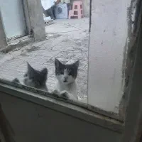 گربه ماده چهار ماهه