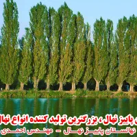 توزیع انواع نهال صنوبر سفید ترکیه، نگرا، کبوده و|خدمات باغبانی و درختکاری|شهرکرد, |دیوار