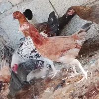 جوجه محلی اصل پنج تا