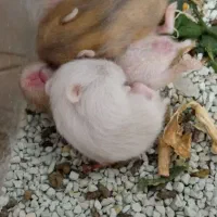 چهار تا همستر توله