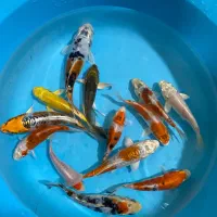 ماهی کوی قیمت مناسب