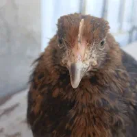 جوجه مرغ و خروس محلی