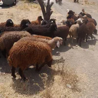 طبیعت دامداری گوسفند مورد پسند شما زنده|حیوانات مزرعه|تهران, کرمان|دیوار