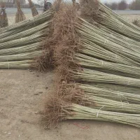 فروش نهال صنوبر نیگرا کبوده میوه گردو درنهالستان