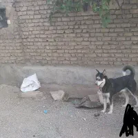 هاسکی