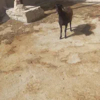 بره ماده