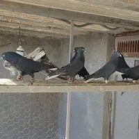 کفتر دم سفید شعمک تخت