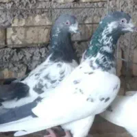 حراج کفتریک(پاکستانی وسروک..)باارسال