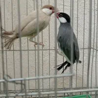 فروش  جفت فنچ شکلاتی