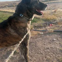 سگ نر دیونه|سگ|بالا ولایت, |دیوار