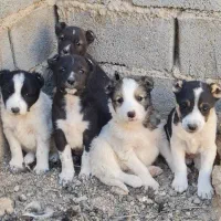 واگزاری|سگ|سمنان, |دیوار