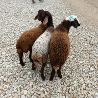 بره افشاری پرواری و کشتاری و نذری (گوسفند)|حیوانات مزرعه|گنبد کاووس, |دیوار