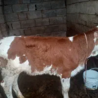 گاو سیمینتال با گوساله ماده قرمز