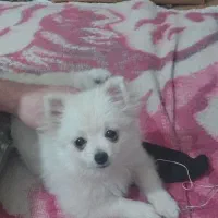 سگ پامر خرسی