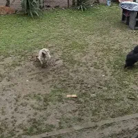 زمین در خلخال با کاربری