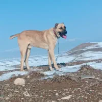 سگ گله|سگ|تربت جام, کشتارگاه|دیوار