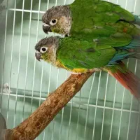 گیرینچیک یلو ساید