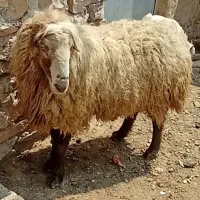 قوچ گله گرد بذری مرتب تضمینی و سالم