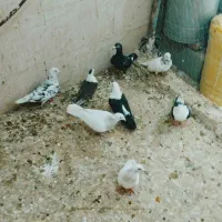 یه چخ ۲۵تایی کفتر