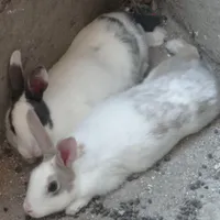 خرگوش